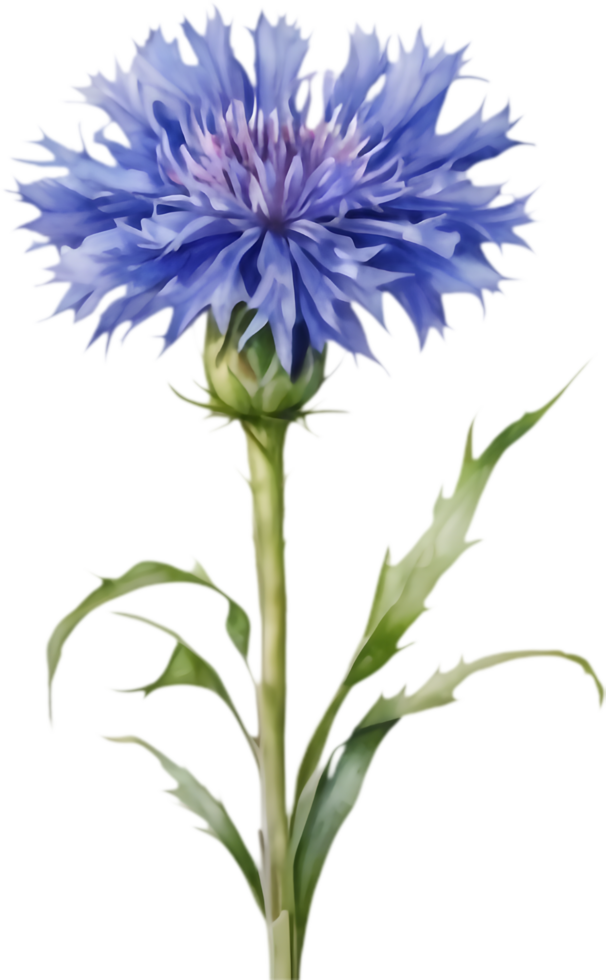 Charming Cornflower Floral Clipart Collection. . png
