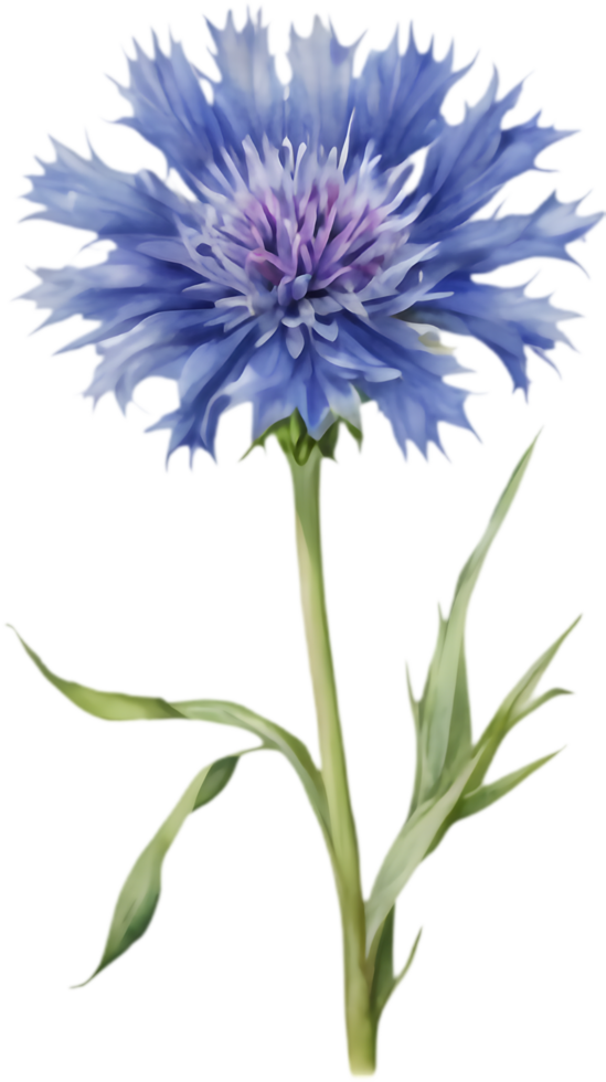 Realistic Cornflower Watercolor Graphics. . png