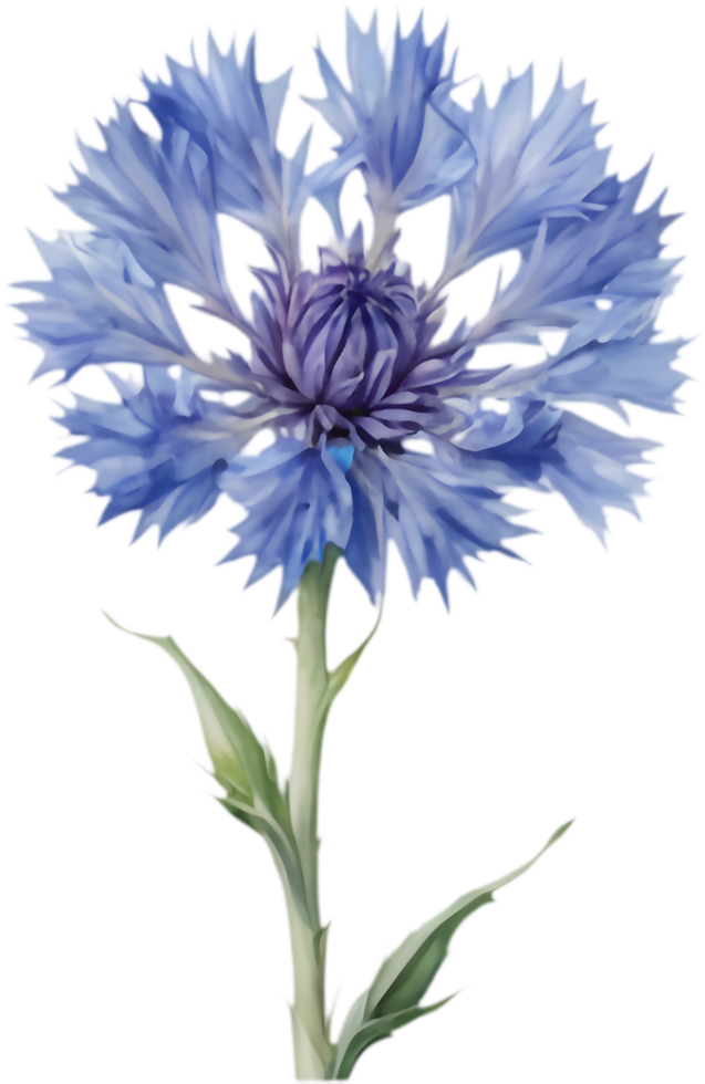 Whimsical Cornflower Floral Elements Pack. . png