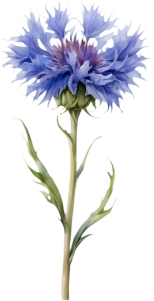 Botanical Cornflower Flower Design Elements. . png