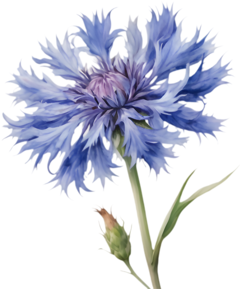 Delicate Cornflower Floral Artwork for Prints. . png