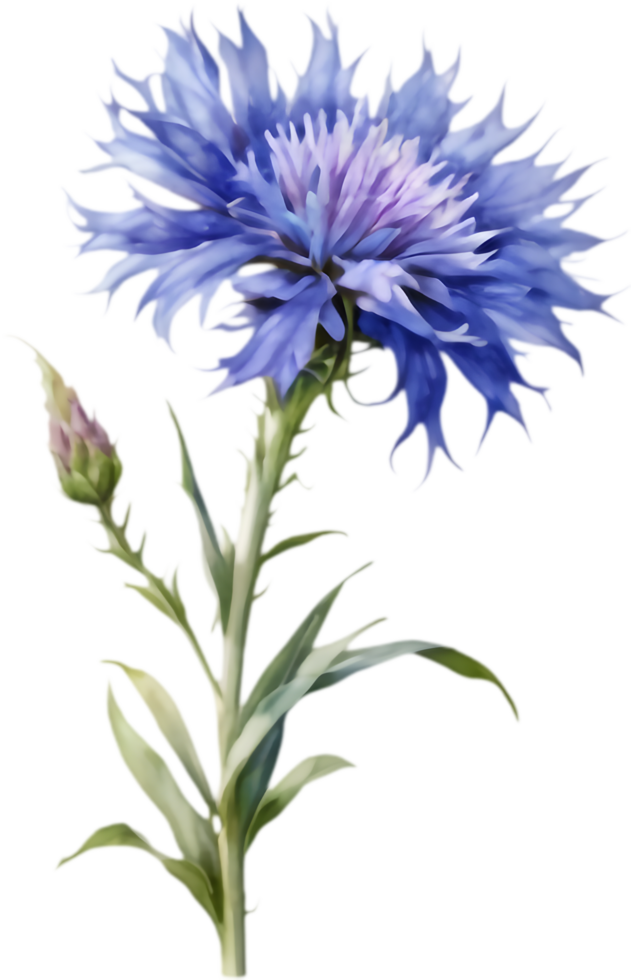 Hand-painted Cornflower Blossom Clipart Collection. . png