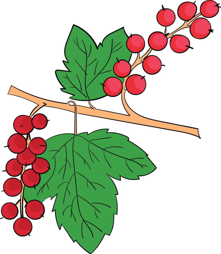 Currants plant fruits vector