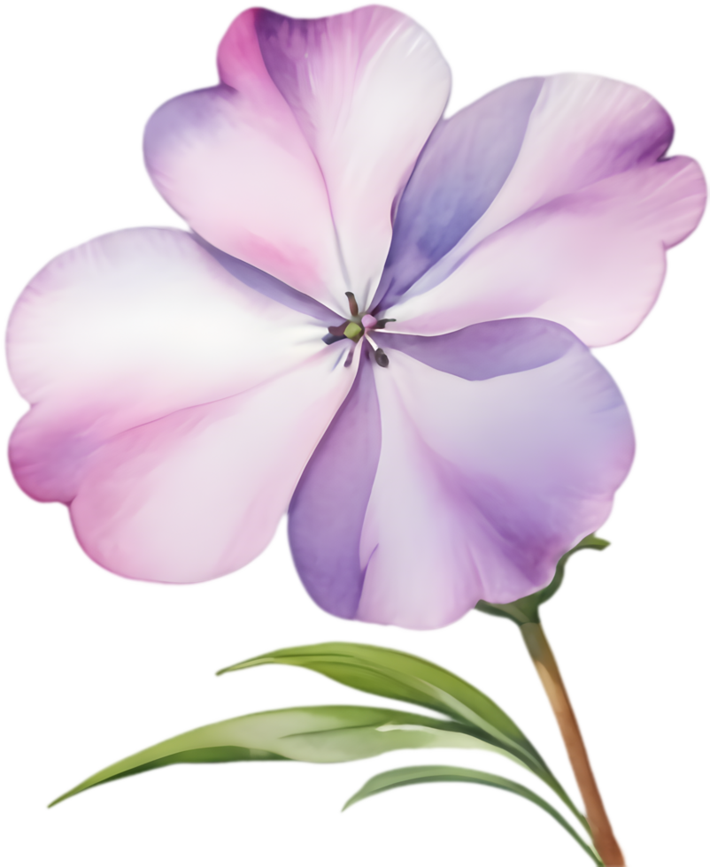 Botanical Drummond Phlox Watercolor Painting Print. . png