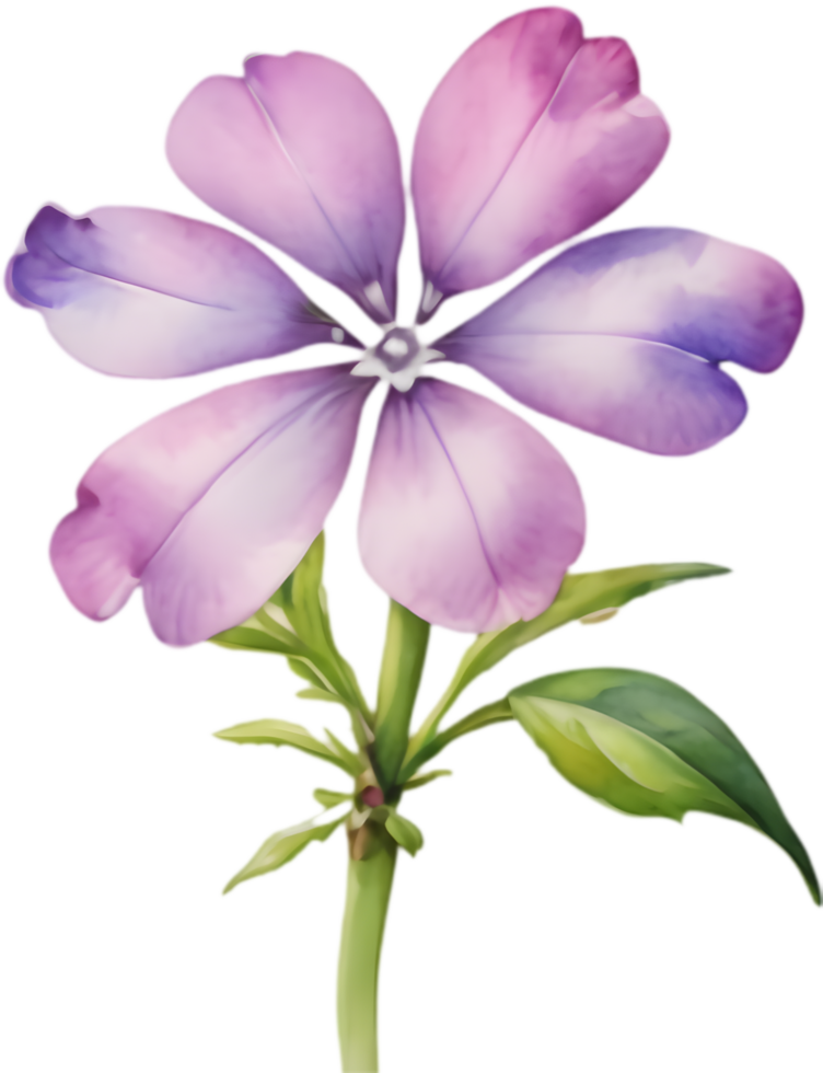 Botanical Illustration of Drummond Phlox Watercolor Art Print. . png