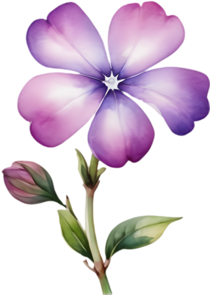 Graceful Drummond Phlox Flower Watercolor Illustration Print. . png