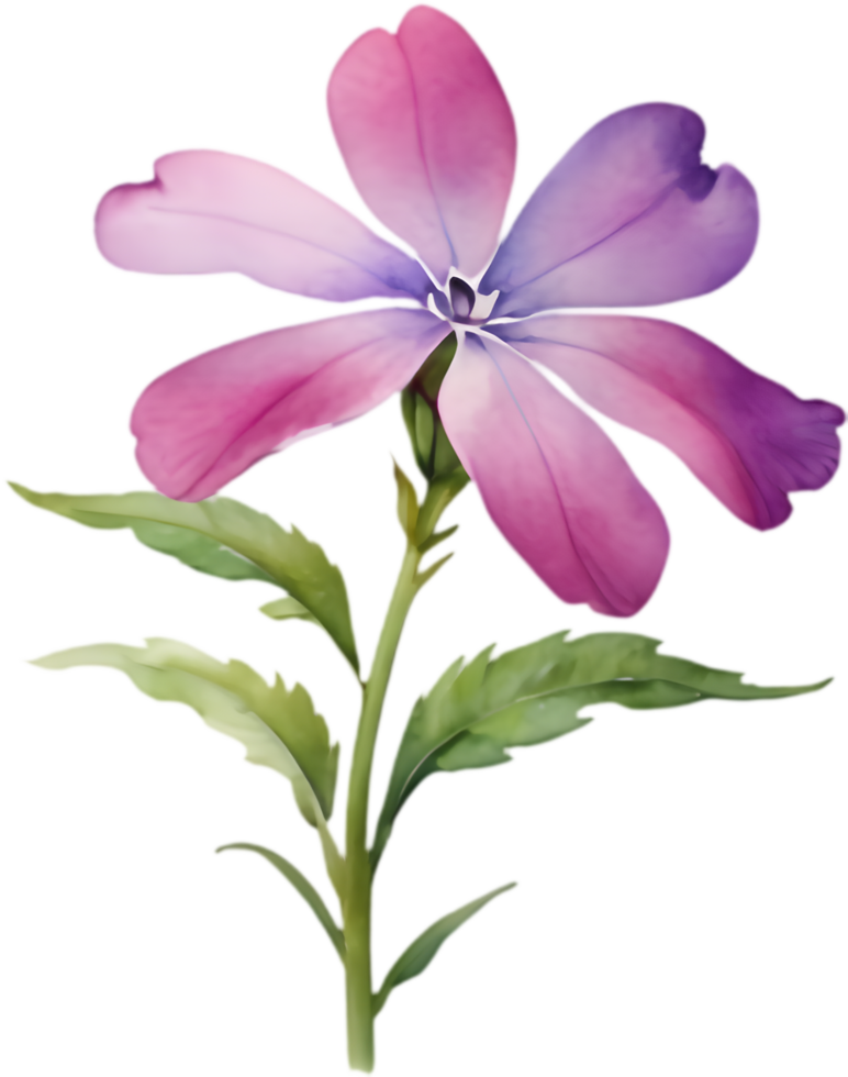Detailed Drummond Phlox Flower Watercolor Clipart for Designs. . png
