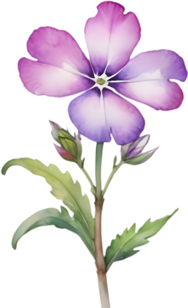 Whimsical Drummond Phlox Watercolor Clip Art for Projects. . png