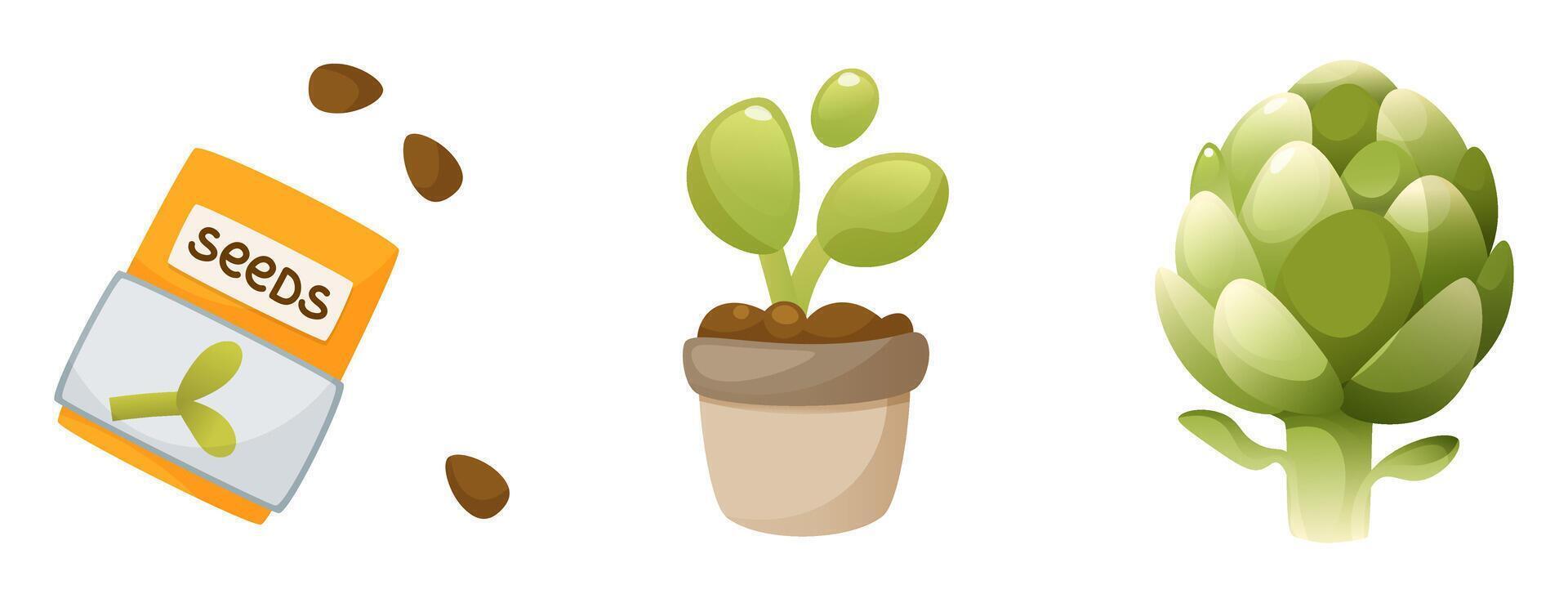 The process of growing artichoke from seeds, from sprouts to mature plant. Seeds, seedlings, sprout, vegetable, artichoke, harvest. Home gardening. Plant growth stage, life cycle, on white background. vector