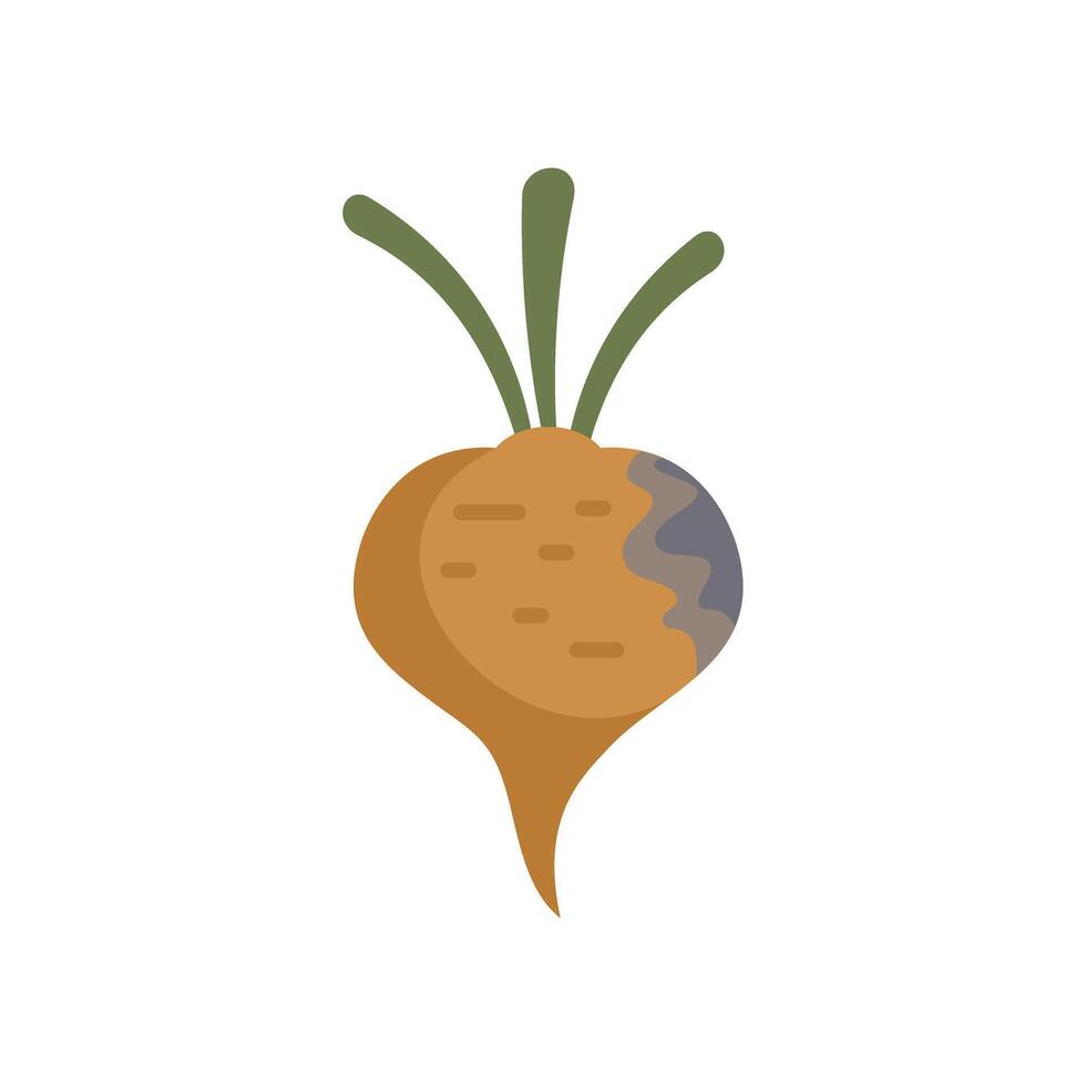 Spoiled sugar beet root showing mold growing on it vector