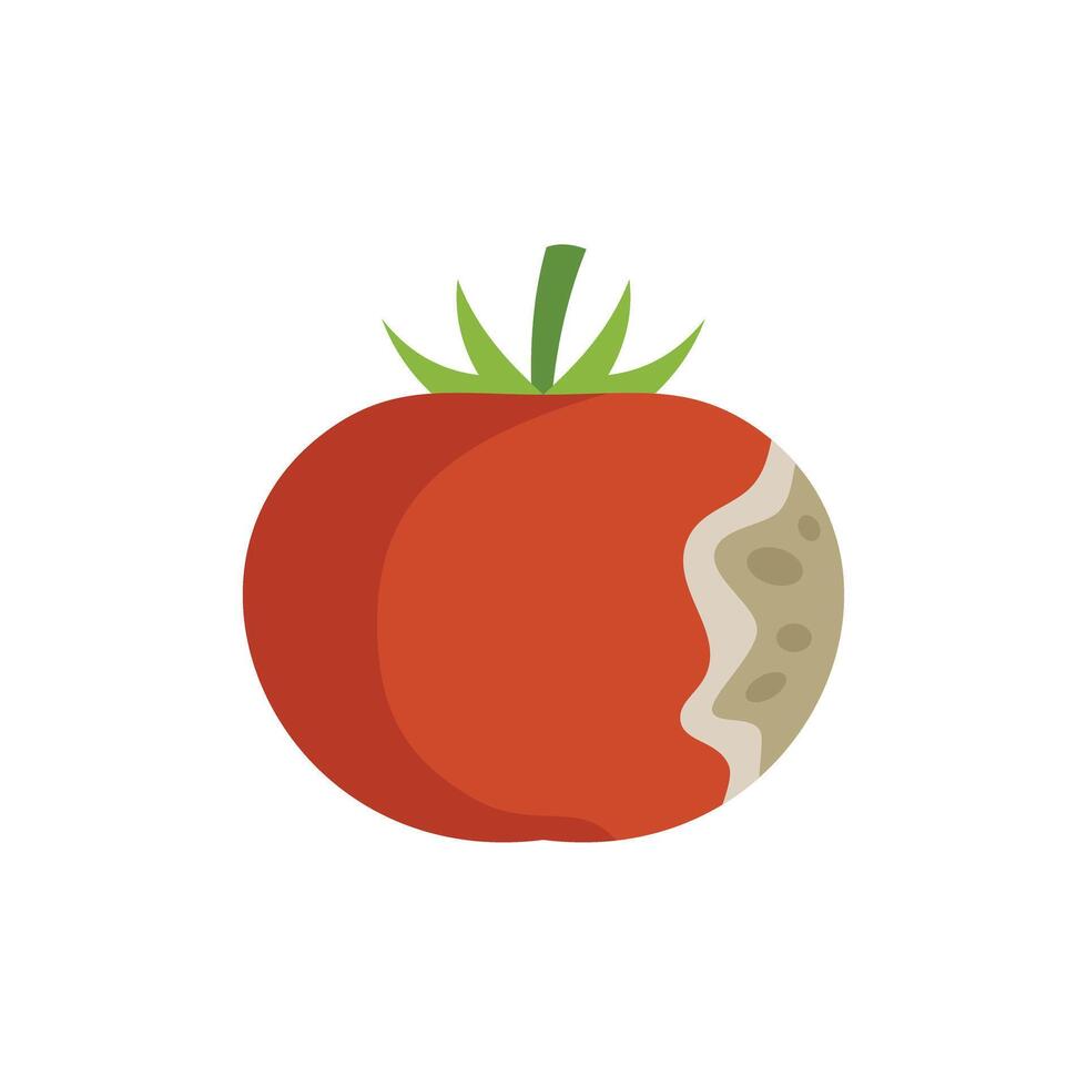Red tomato showing mold growing on rotting section vector