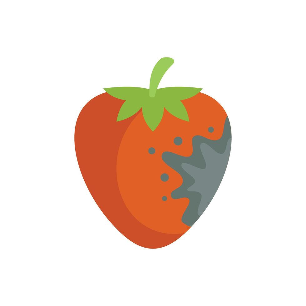 Rotten strawberry showing mold growing on fruit vector