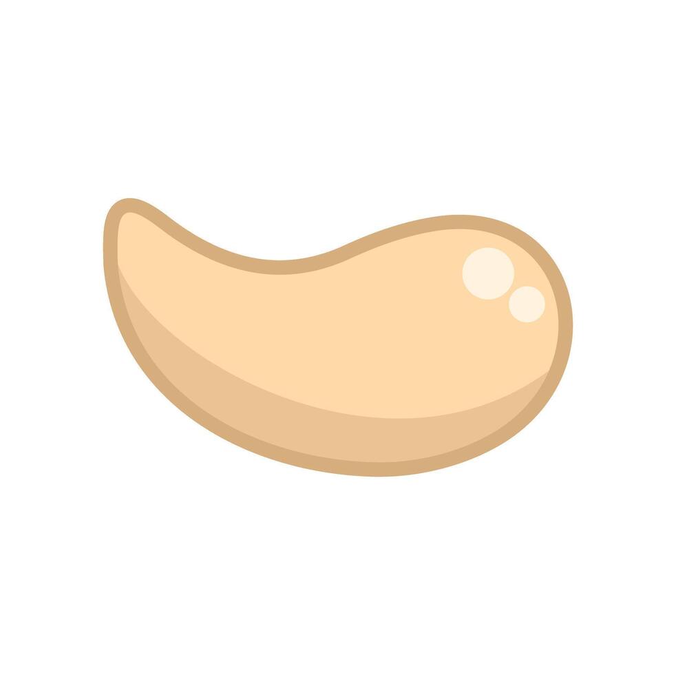 Single cashew nut isolated on white background vector