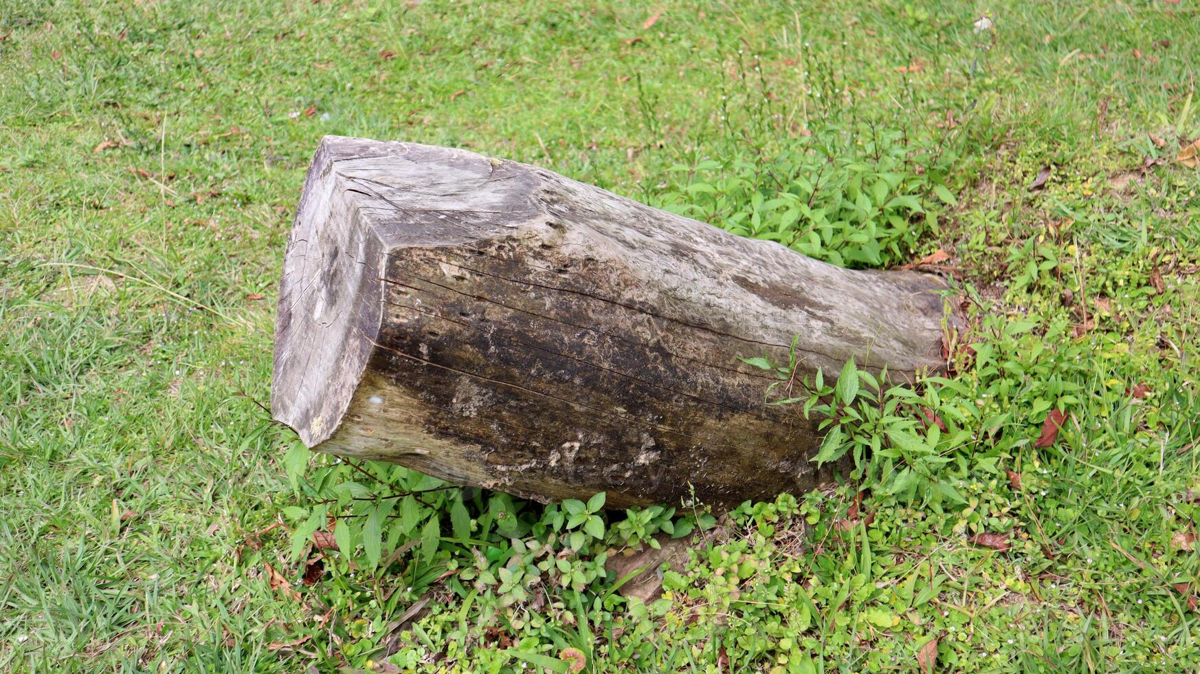 A trunk on the grass. Wooden log in the park photo