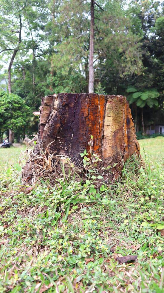 A trunk on the grass. Wooden log in the park photo