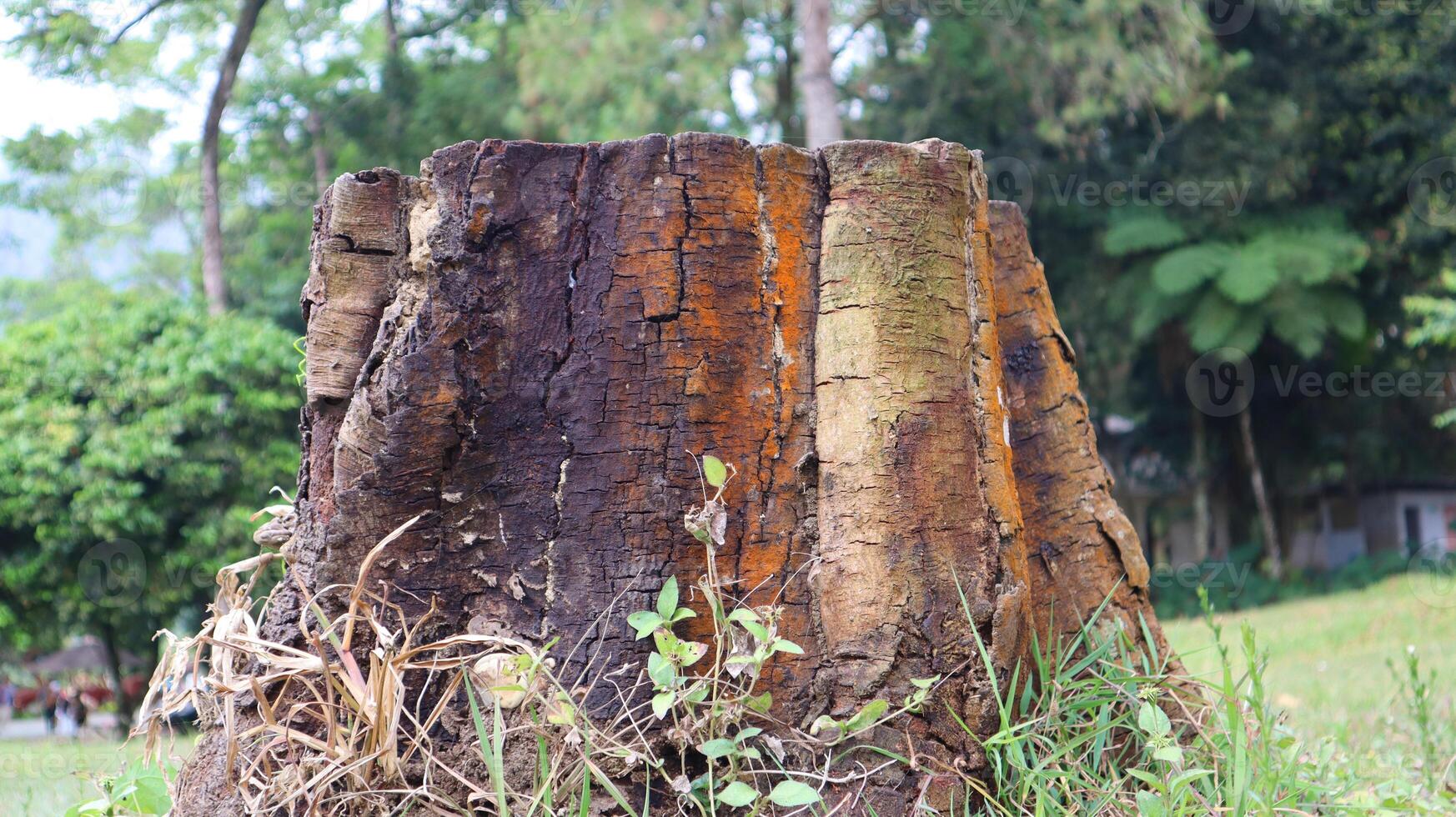 A trunk on the grass. Wooden log in the park photo