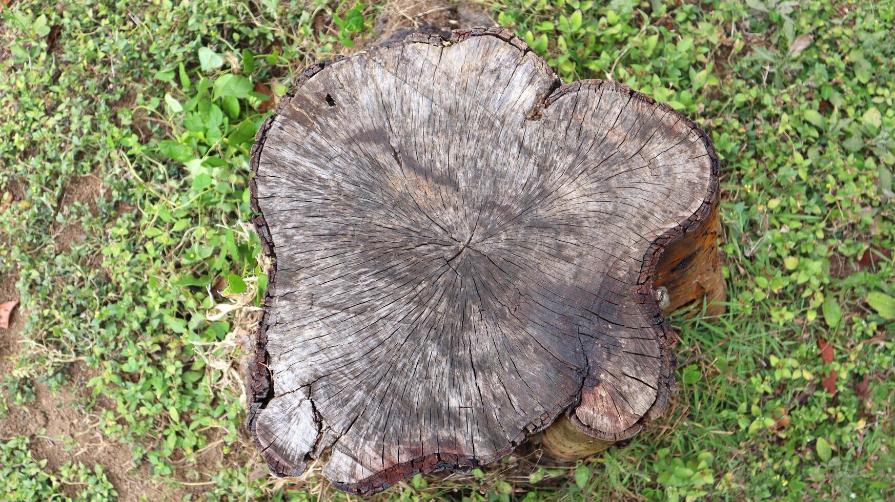 A trunk on the grass. Wooden log in the park photo