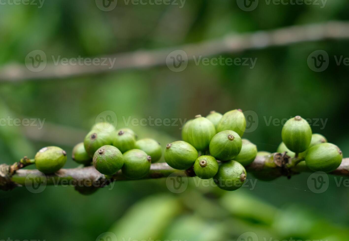 Fresh coffee beans on tree. Green coffee bean on a coffee tree. Growing coffee on tree branch photo