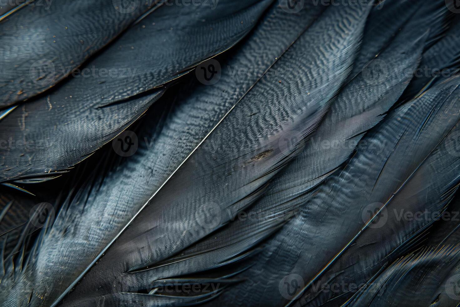 Black feather background showing texture and detail photo