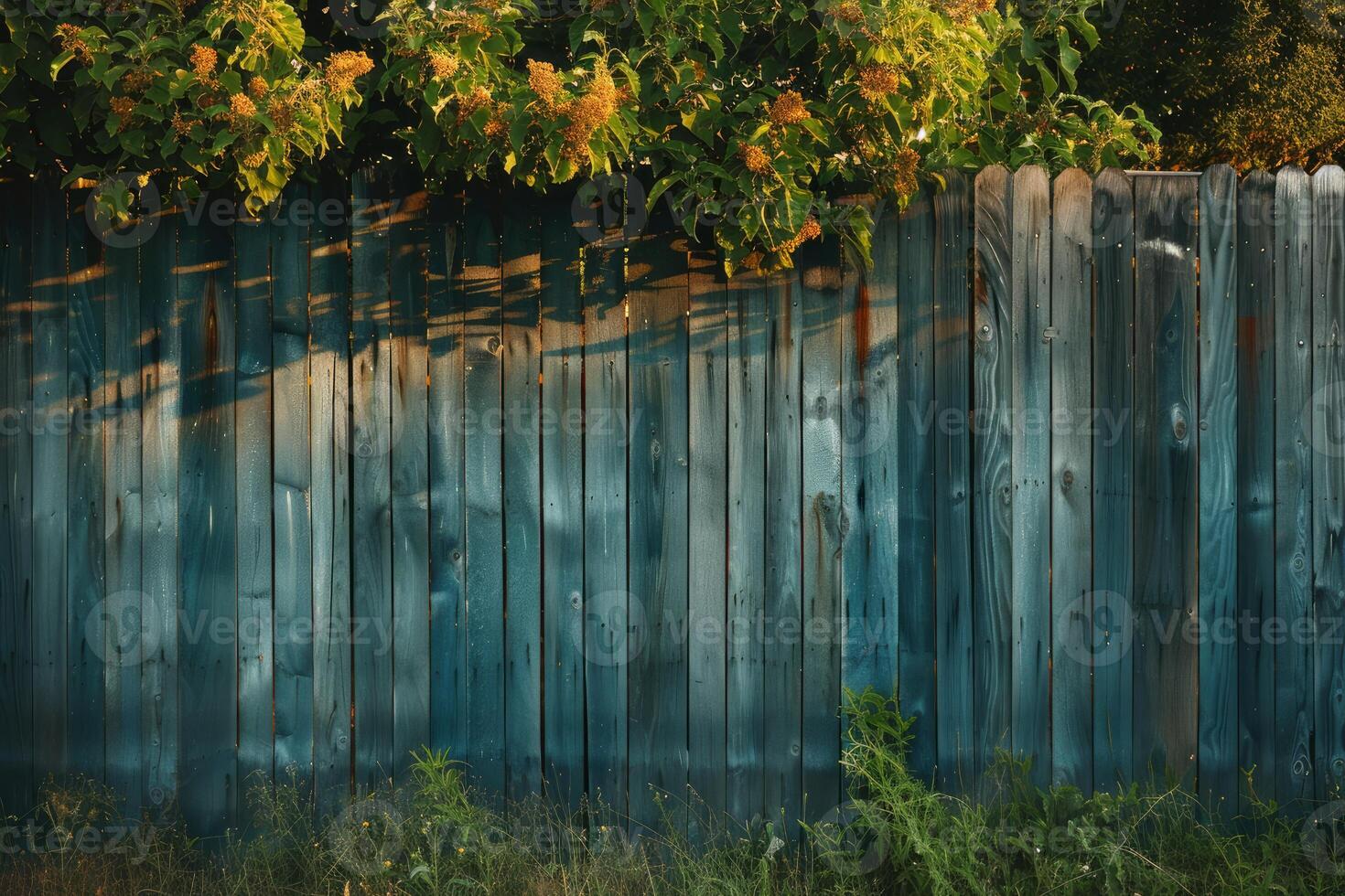 Weathered blue fence with climbing vines and golden light photo