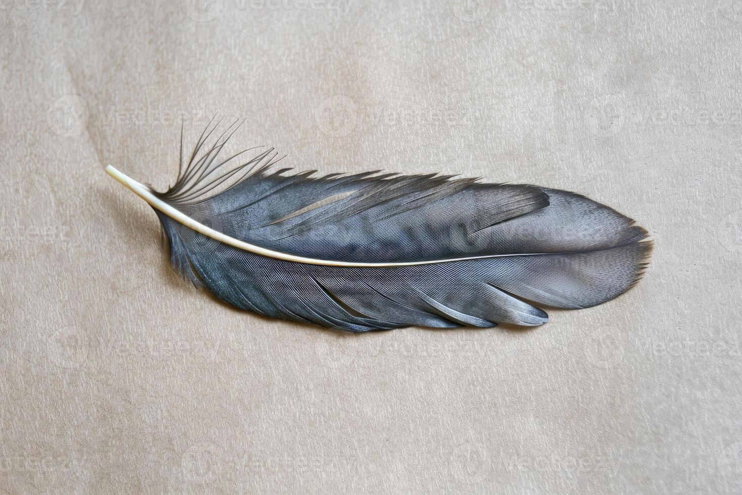 Single gray feather lying on brown paper background photo