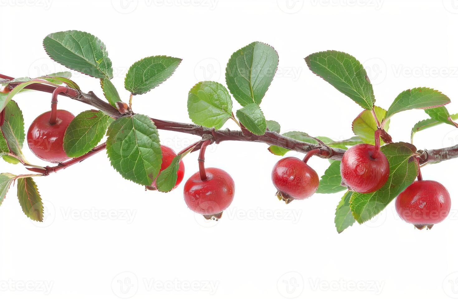 Branch of paradise apple showing ripe fruit and green leaves photo