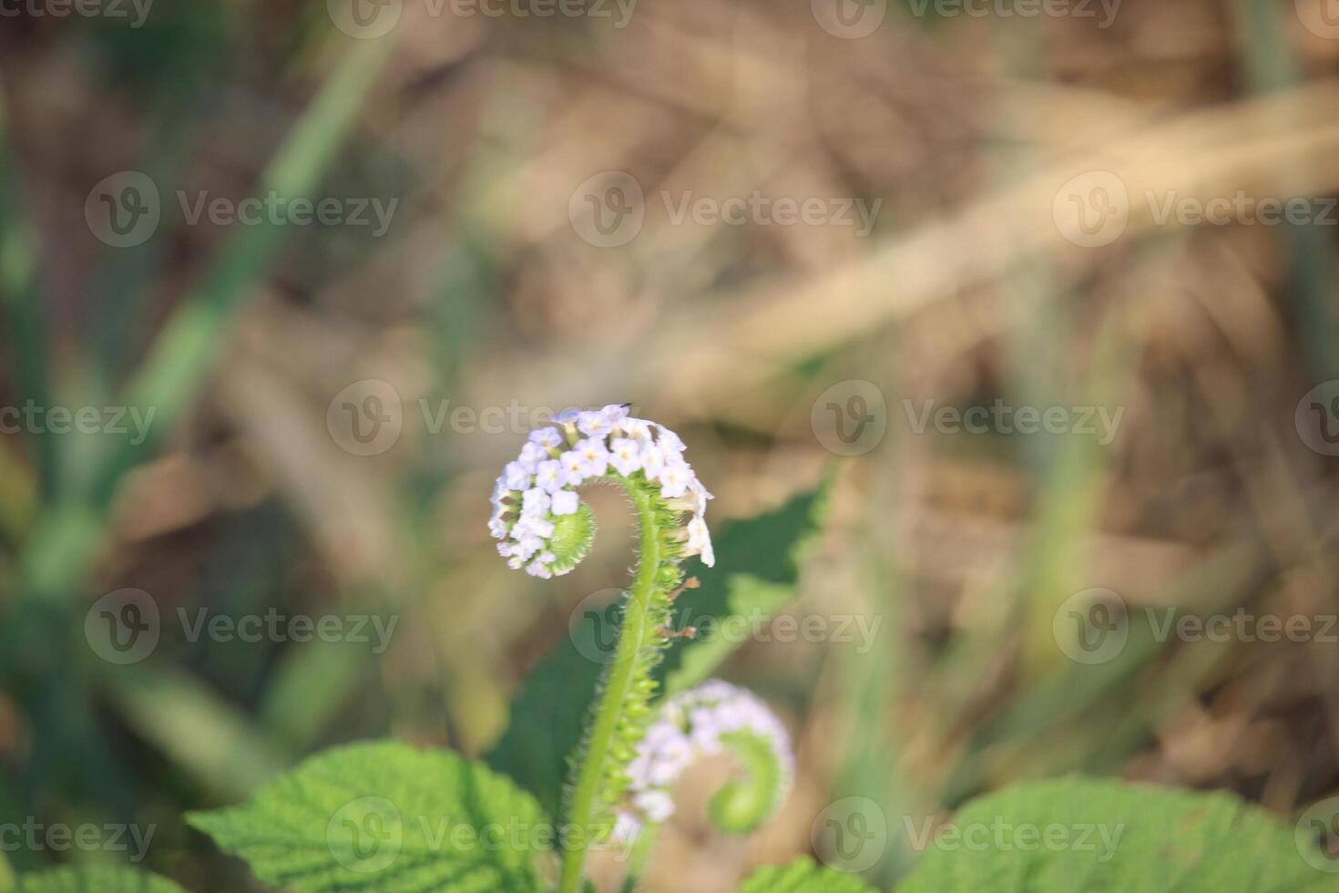 Sangketan flower or rat tail or Heliotropium indicum in bloom with its green leaves photo