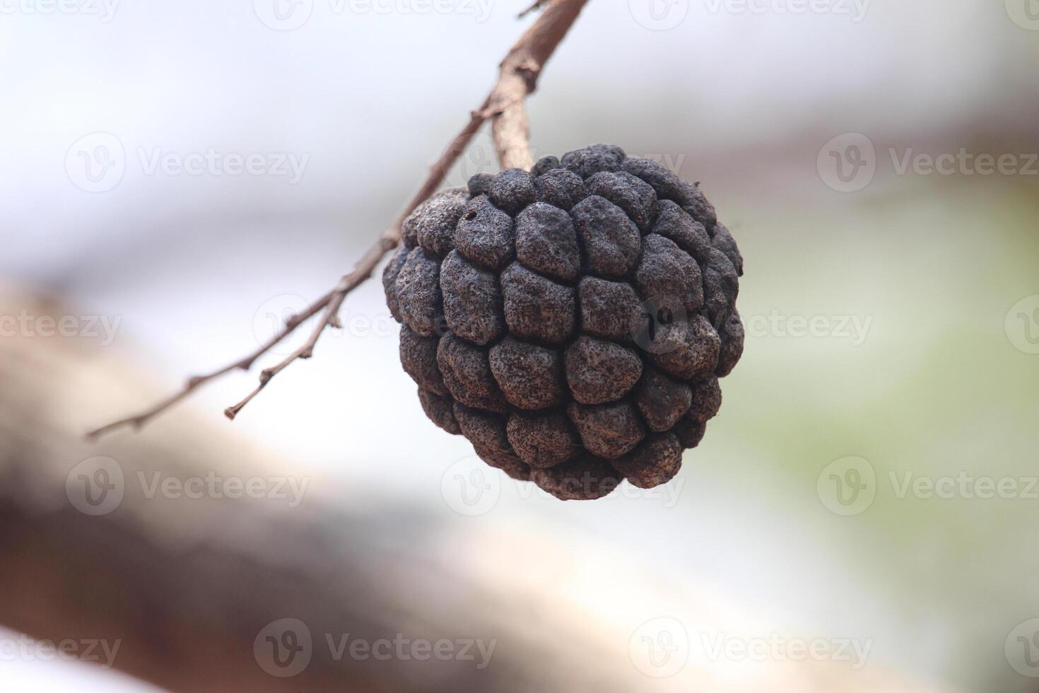close up of ripe soursop fruit or annona squamosa fruit which is blackish in color photo