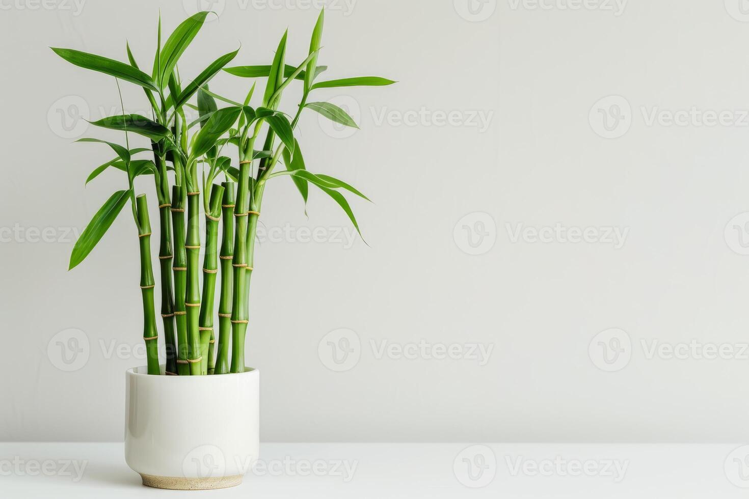 Lucky bamboo plant growing in white pot on white table photo