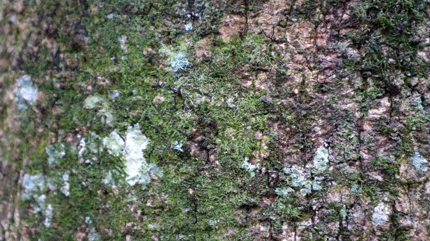 close up of bark and mossy texture in the background photo