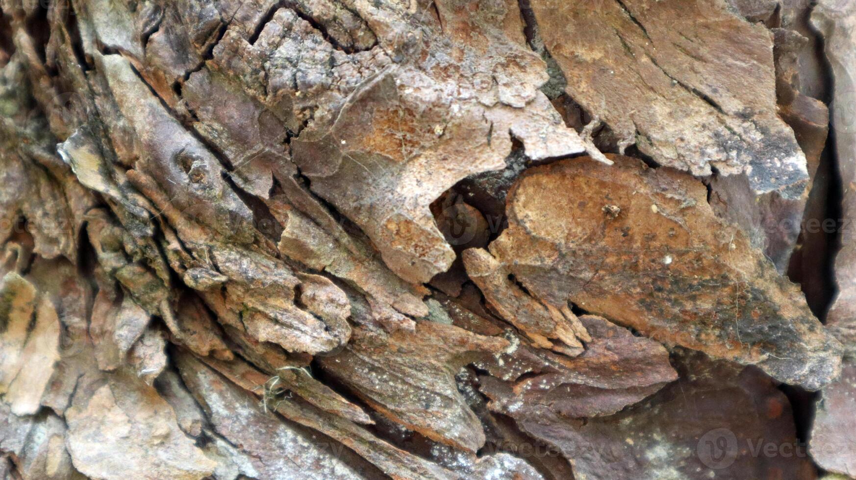 close up of wood texture as background photo