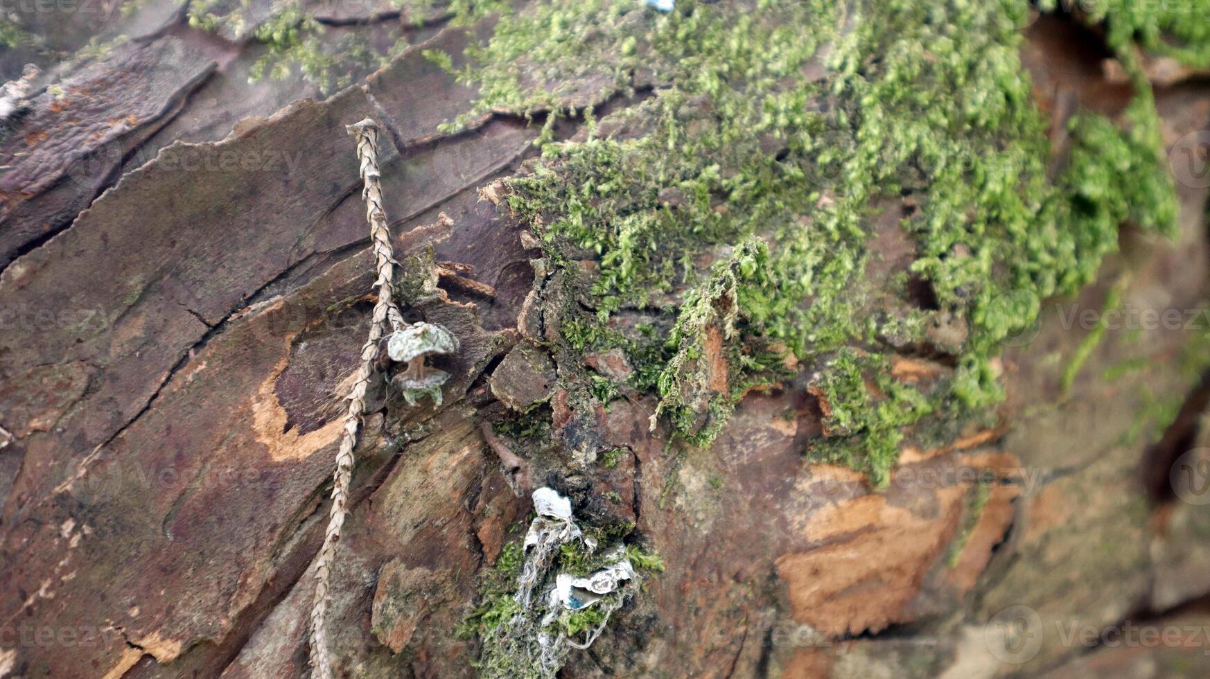 close up of bark and mossy texture in the background photo