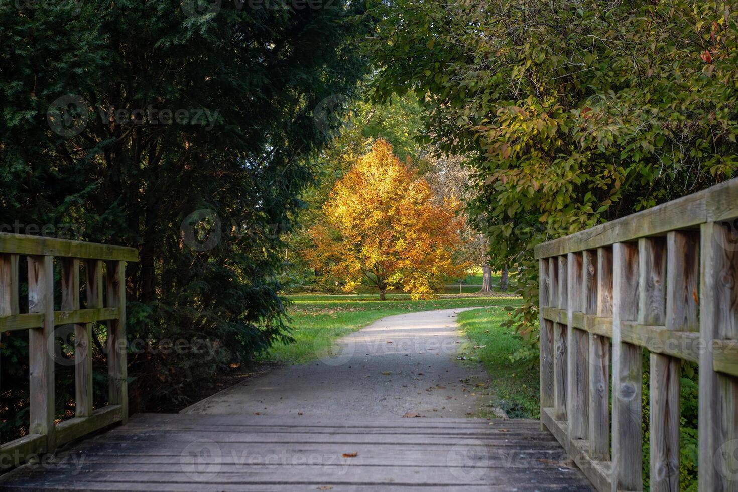 Conspicuous yellow tree among green trees in an autumn park in the Czech Republic photo
