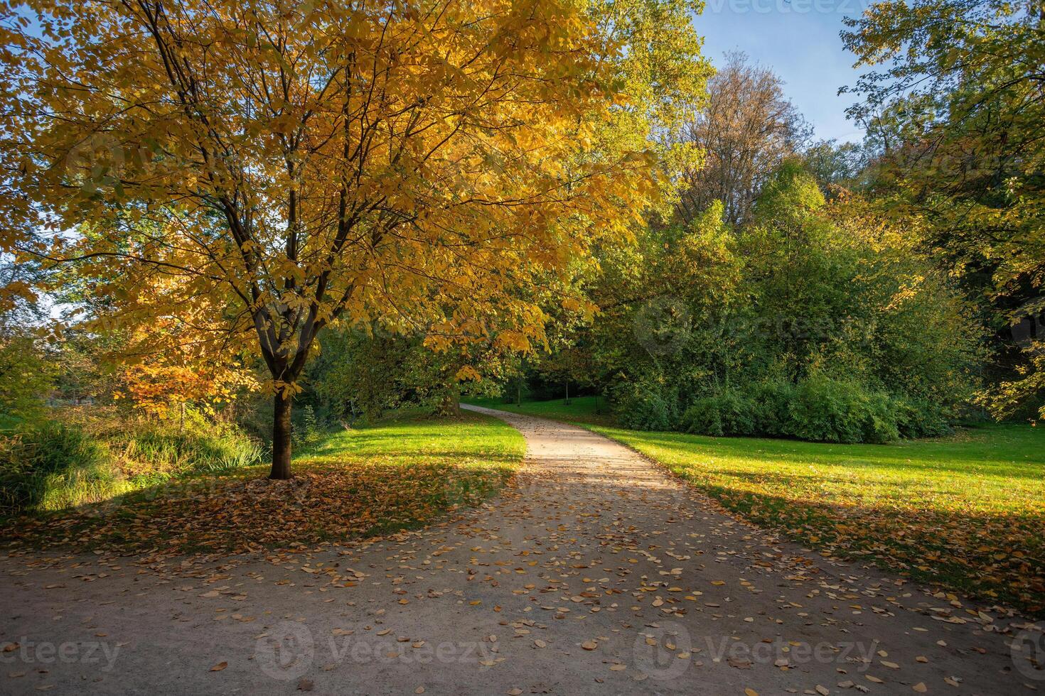 A bright yellow tree against a background of green trees in an autumn park in the Czech Republic photo