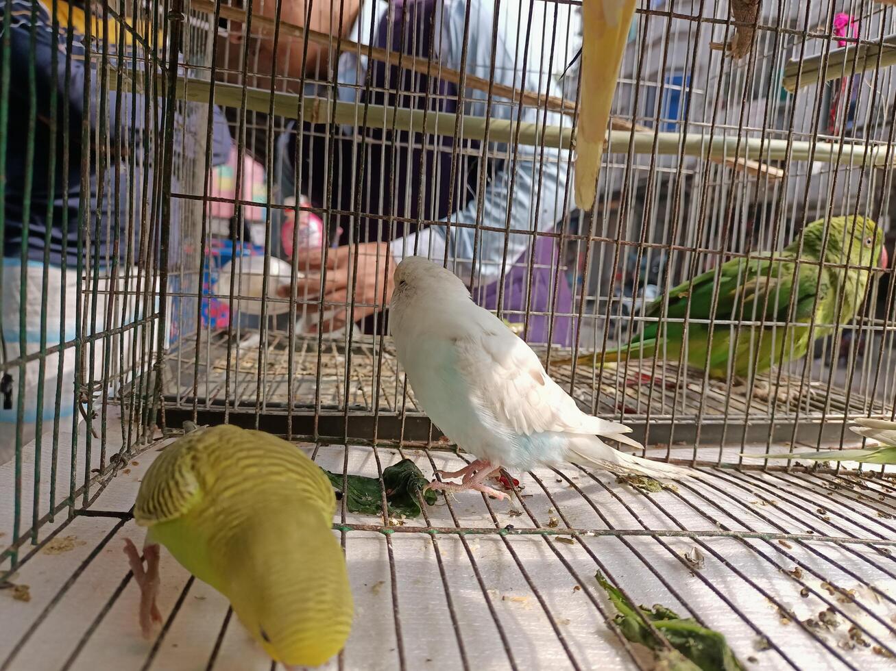 A bird in a cage photo