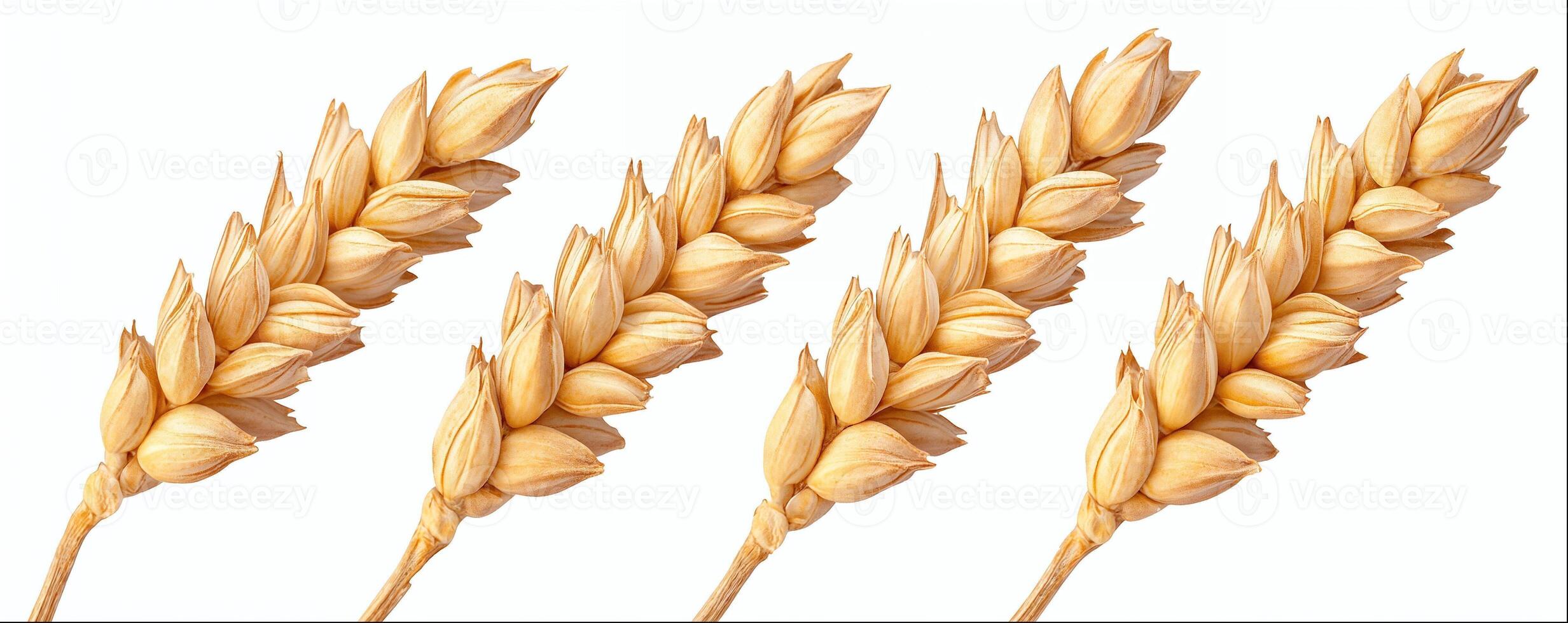 Wheat ear close-up isolated on white background with clipping path, hight detailed upscaled image photo