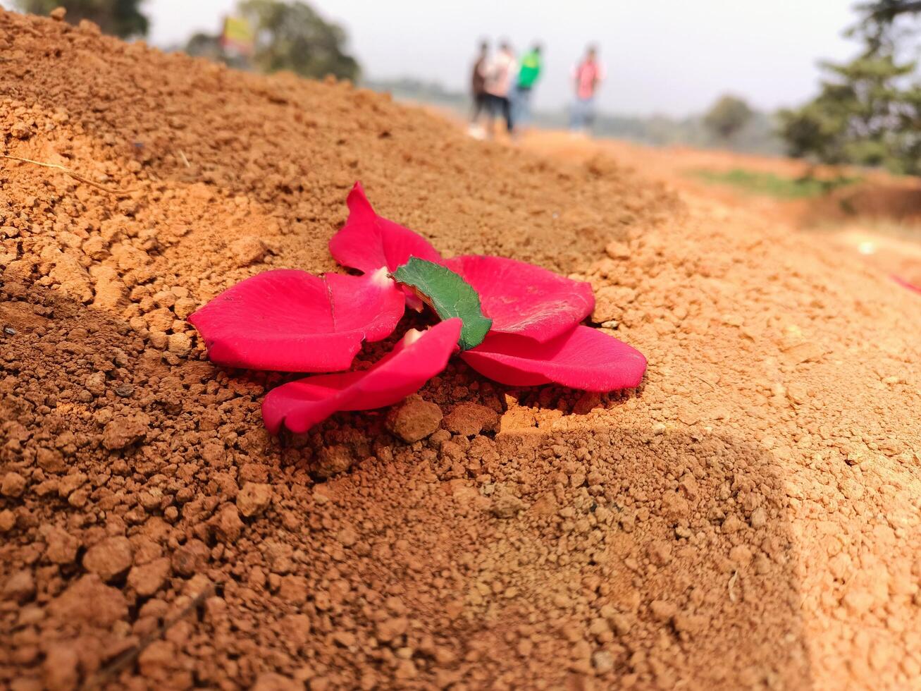 A red flower laying on top of a pile of dirt photo