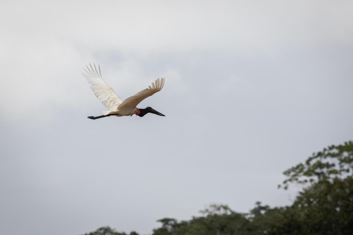 Jabiru Jabiry mycteria in Flight, Costa Rica photo