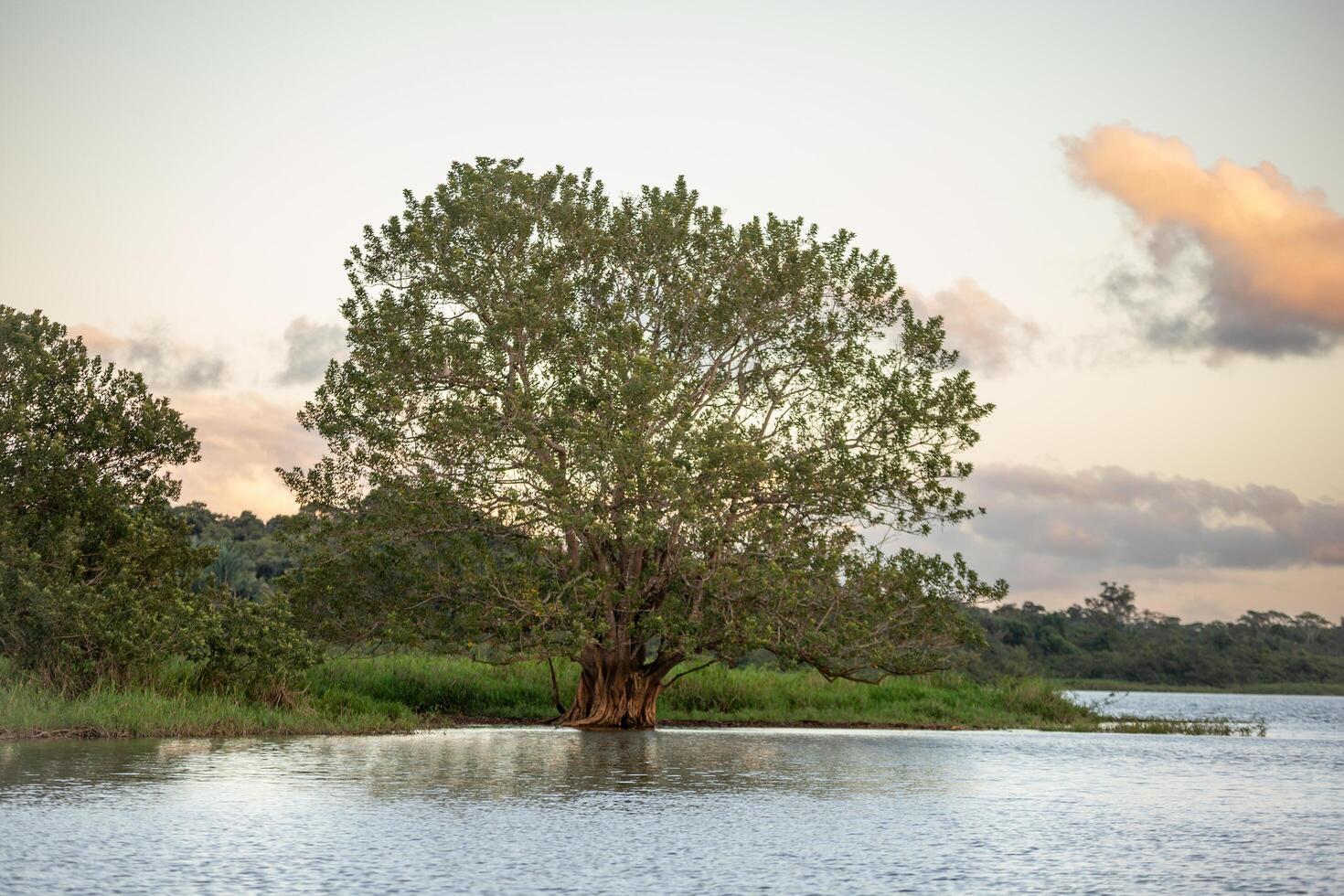 Tree in water at Cano Negro Wildlife Refuge. Costa Rica photo