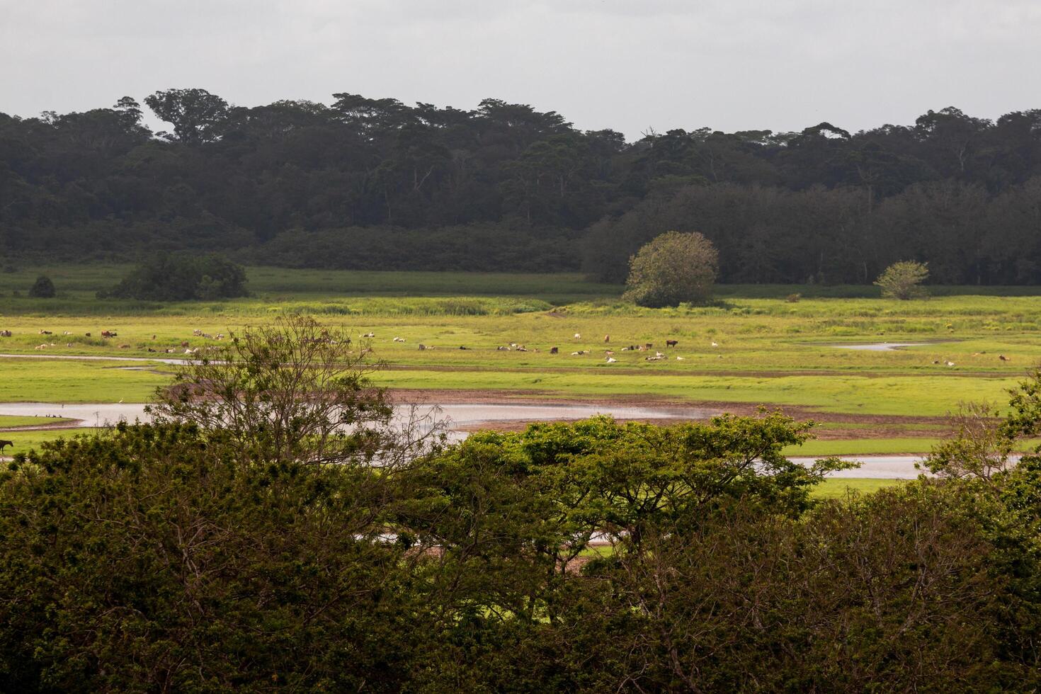 Wetlands of Cano Negro Wildlife Refuge in Costa Rica photo