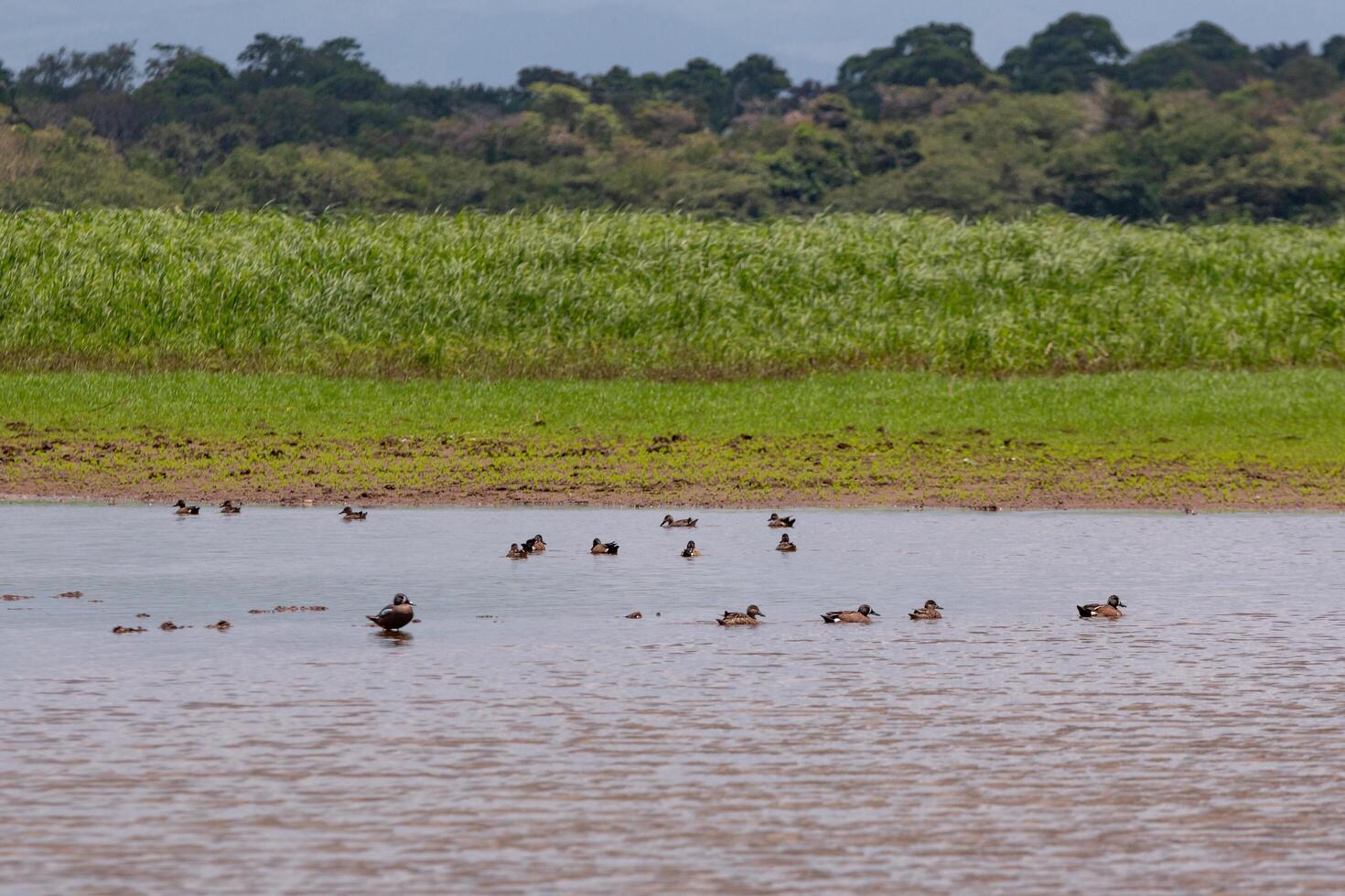Lagoons and Biodiversity at Cano Negro Wildlife Refuge, Costa Rica photo
