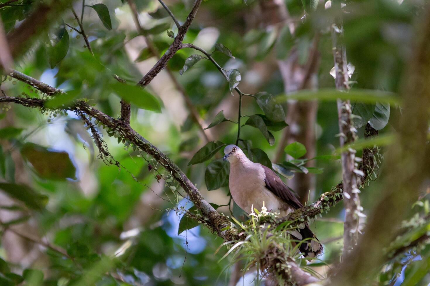 Grey-headed Dove Leptotila plumbeiceps in Costa Rican Habitat photo