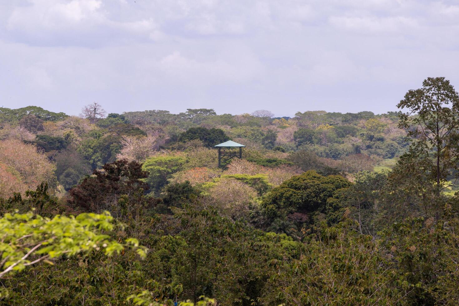Cano Negro Wildlife Refuge Observation Tower, Costa Rica photo