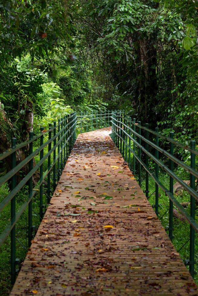 Elevated Walkway in Cano Negro Wildlife Refuge, Costa Rica photo