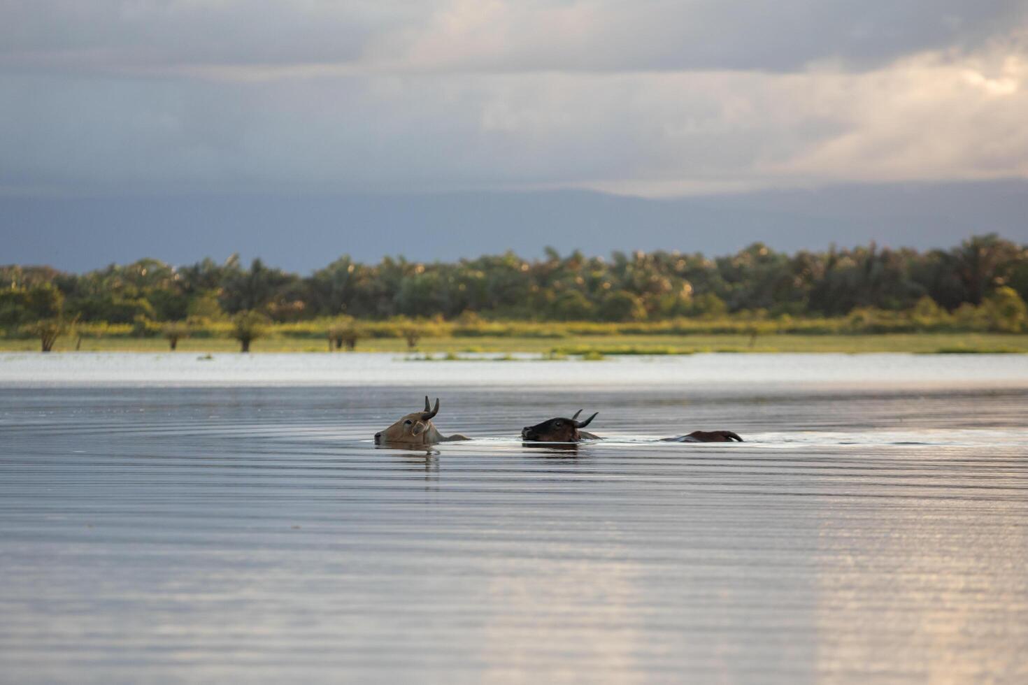 Two animals swimming in Cano Negro Refuge lagoons, Costa Rica photo