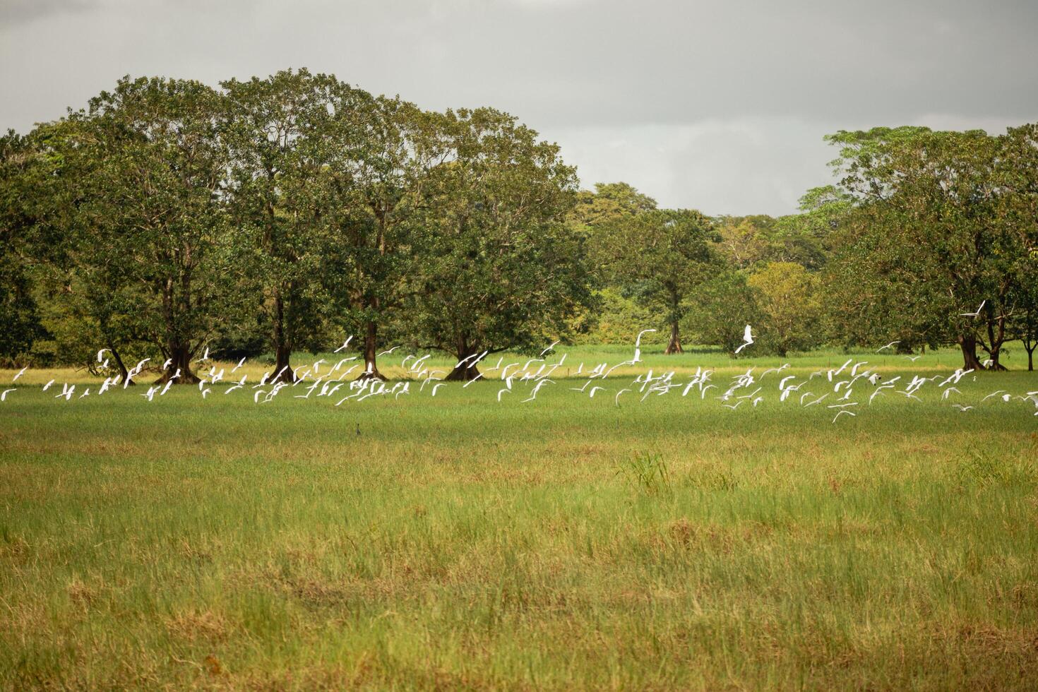 Birds in Flight at Cano Negro Wildlife Refuge, Costa Rica photo
