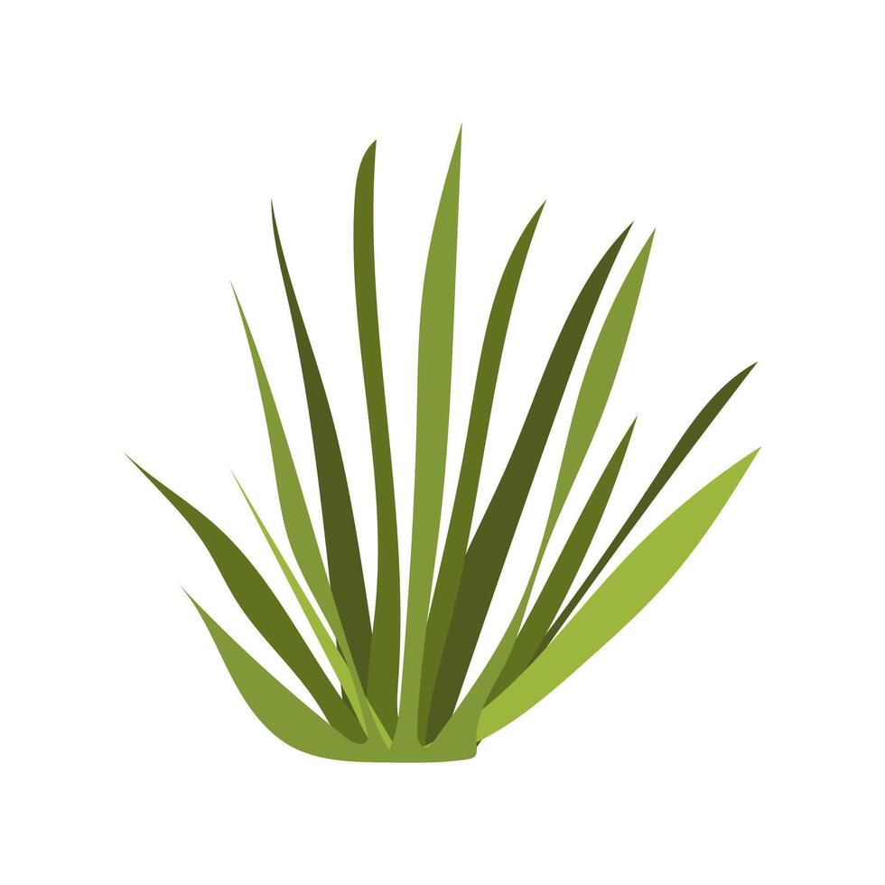 Desert green grass in flat design. Wilderness herbal tuft for dry landscape. illustration isolated. vector