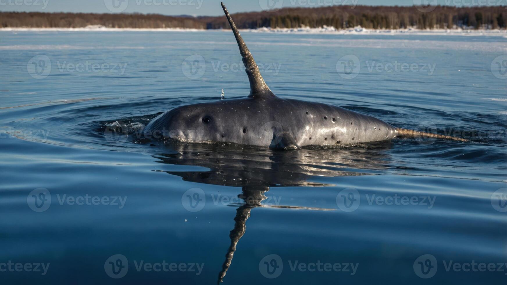 A narwhal surfaces in calm waters, showcasing its iconic long tusk. photo