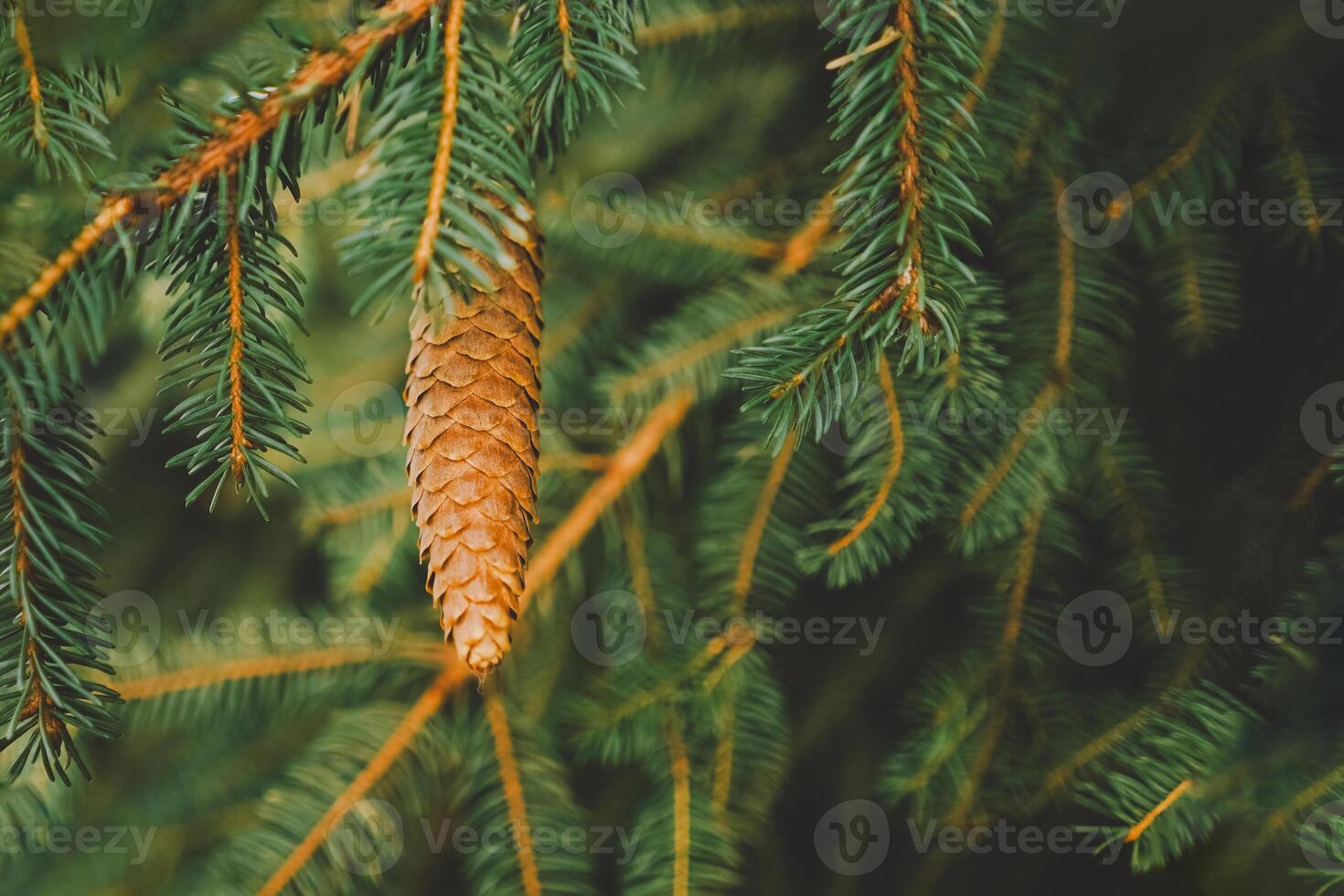 A close view of a pine cone hanging from a lush green branch in a forest photo
