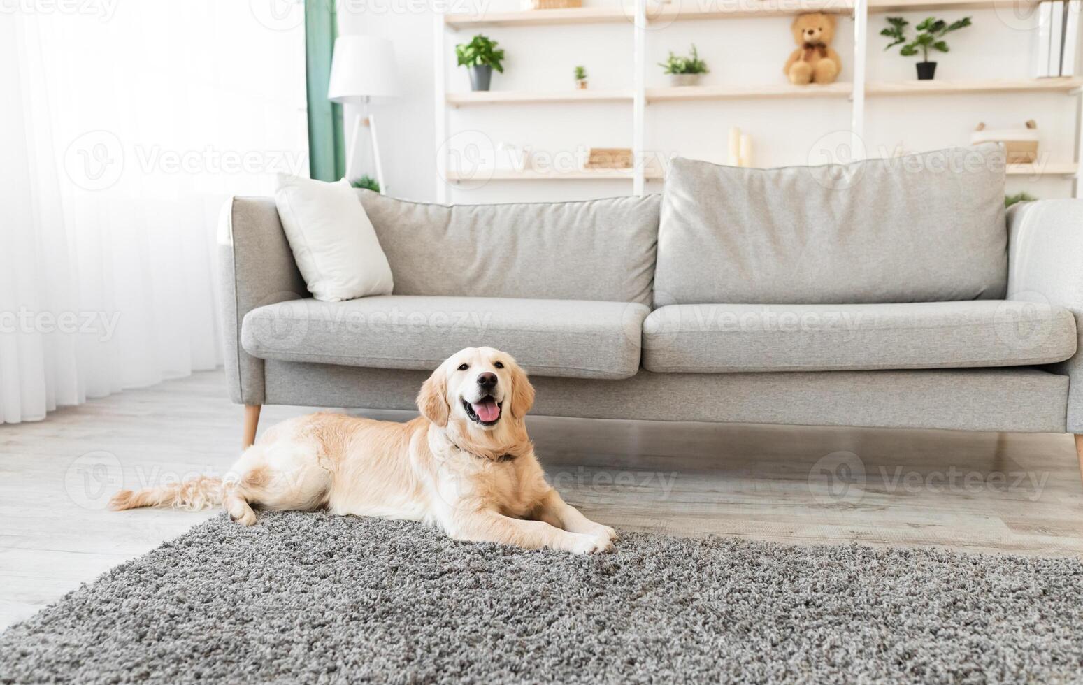 Man's Best Friend. Portrait of healthy domestic animal lying on the floor carpet in living room at home. Adorable calm dog resting near sofa, free copy space. Happy Canine Concept. photo